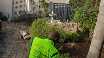 How you can keep the trees in your backyard maintained and healthy?