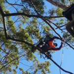 Professional Tree Pruning Service