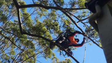 Professional Tree Pruning Service