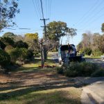 emergency tree removal Linley point