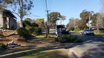 emergency tree removal Linley point