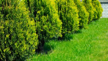 tree removal Yarrawarrah