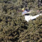 tree removal Woodcroft