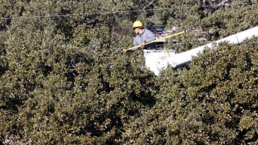 tree removal Woodcroft