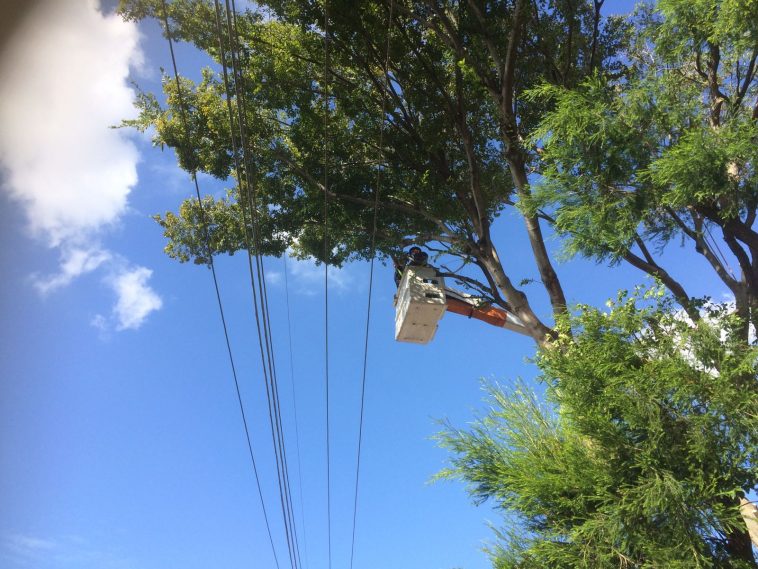 emergency tree removal Sydney