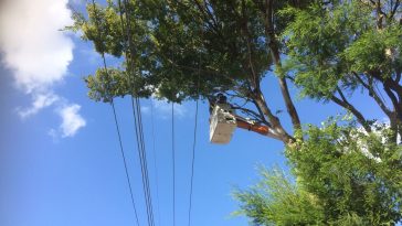 Emergency-Tree-Services