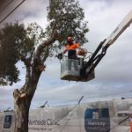 tree pruning trimming Sydney