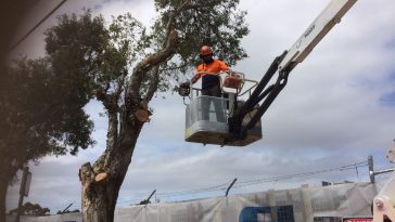 tree pruning trimming Sydney