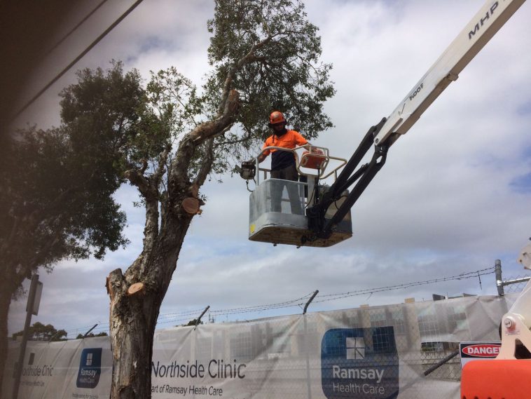 tree pruning trimming Sydney
