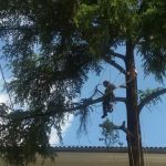 tree removal services Sydney