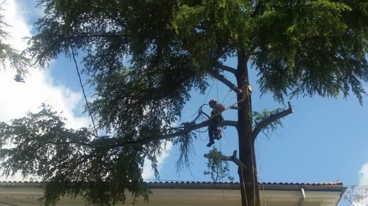 tree removal services Sydney