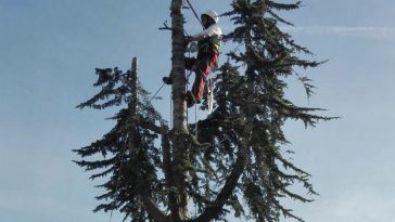 tree pruning services Sydney