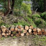 Tree Removal Services in North Sydney