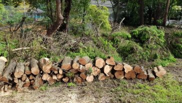 Tree Removal Services in North Sydney
