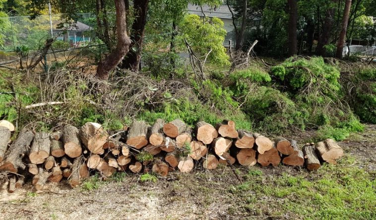 Tree Removal Services in North Sydney