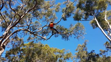 Tree Pruning Service
