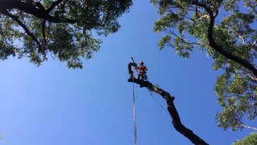 tree removal Services North Sydney