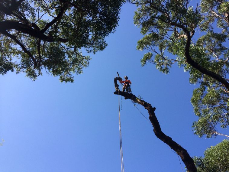 tree removal Services North Sydney