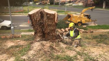 Tree Services North Sydney