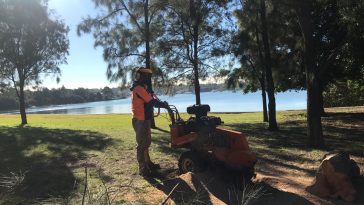 tree cutting North Sydney