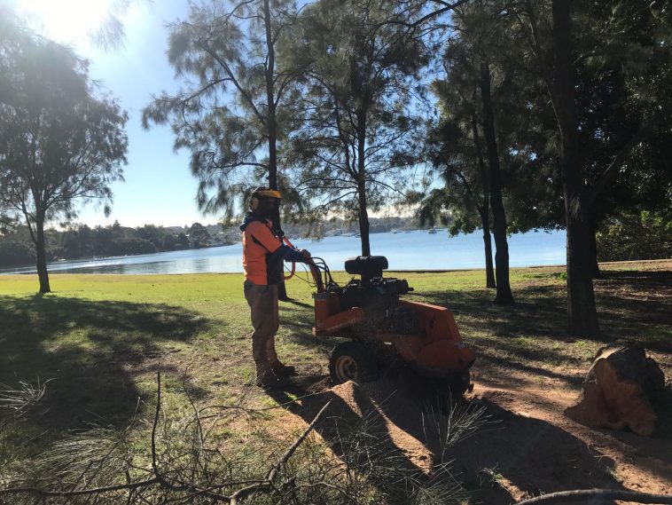 tree cutting North Sydney