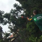 tree trimming and pruning Sydney