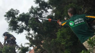 tree trimming and pruning Sydney