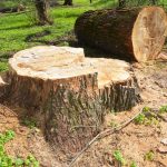 stump grinding and stump removal Sydney