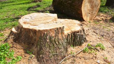 stump grinding and stump removal Sydney