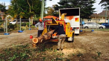 tree removal Lucas heights