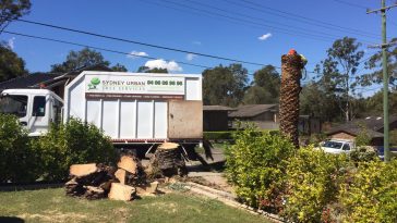 tree removal Oyster