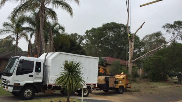 tree removal turrella
