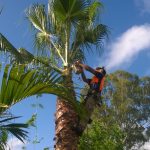 tree pruning trimming Sydney