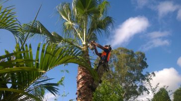 tree pruning trimming Sydney